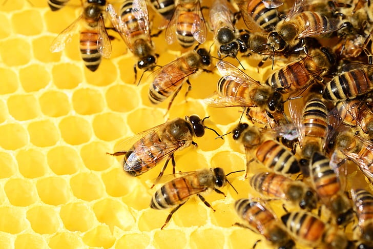 Honey bees beehive
